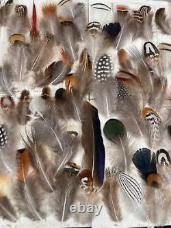 All Natural Feather Assortment, 50 Pieces mix Short 1.5-6.5 inches