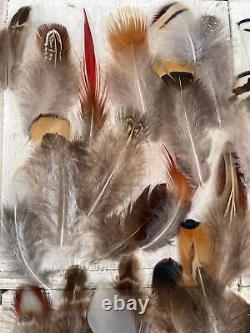 All Natural Feather Assortment, 50 Pieces mix Short 1.5-6.5 inches