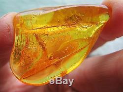 Amber Fossil crystal raw insect natural piece untreated Lithuania 5g 4cm success