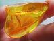 Amber Fossil Crystal Raw Insect Natural Piece Untreated Lithuania 5g 4cm Success