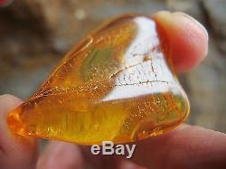 Amber Fossil crystal raw insect natural piece untreated Lithuania 5g 4cm success