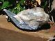 Awesome Kyanite Crystal Formation In Quartz Special Find Great Display Piece