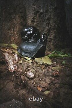 Black Obsidian Crystal Skull Snail Large Hand Carved 7.5 One of a Kind Piece