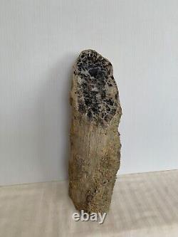 Blue Forest Petrified Wood Limb Cast, Stand Up Display Piece (Wyoming)