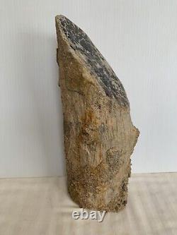 Blue Forest Petrified Wood Limb Cast, Stand Up Display Piece (Wyoming)