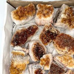 Citrine Druzy Cluster 36 Piece Bulk Wholesale Box Flat 6 lbs. Crystal Stone