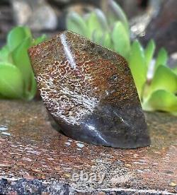 DINOSAUR GEM BONE COLLECTION PIECEFINISHED POLISHED41.84 grams