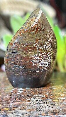 DINOSAUR GEM BONE COLLECTION PIECEFINISHED POLISHED41.84 grams