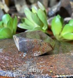 DINOSAUR GEM BONE COLLECTION PIECEFINISHED POLISHED41.84 grams