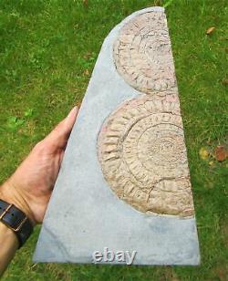 Huge double-Caloceras johnstoni ammonite fossil display piece Jurassic crystals