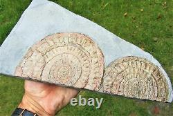 Huge double-Caloceras johnstoni ammonite fossil display piece Jurassic crystals