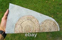 Huge double-Caloceras johnstoni ammonite fossil display piece Jurassic crystals