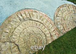 Huge double-Caloceras johnstoni ammonite fossil display piece Jurassic crystals