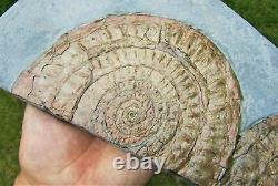 Huge double-Caloceras johnstoni ammonite fossil display piece Jurassic crystals