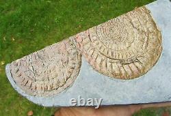 Huge double-Caloceras johnstoni ammonite fossil display piece Jurassic crystals