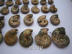 Iridescent Pyrite Replaced Ammonite from Saratov, Russia, lot of 56 pieces