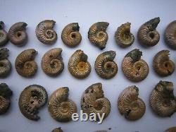 Iridescent Pyrite Replaced Ammonite from Saratov, Russia, lot of 56 pieces