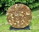 Large Ammonite Fossil Table / Display Piece