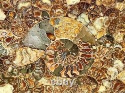 Large Ammonite Fossil Table / Display Piece