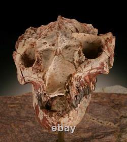 Mounted nicely on a piece of slate is this Oreodont Lepiauchenia Skull specimen