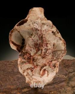 Mounted nicely on a piece of slate is this Oreodont Lepiauchenia Skull specimen