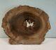 Oregon Petrified Wood Slab (10x8) Beautiful Piece With Druzy Quartz Center+++