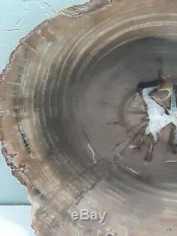 Oregon Petrified Wood Slab (10x8) Beautiful Piece with Druzy Quartz Center+++
