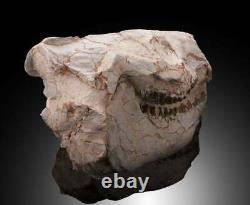 Oreodont Skull this is truly a remarkable piece at an affordable price