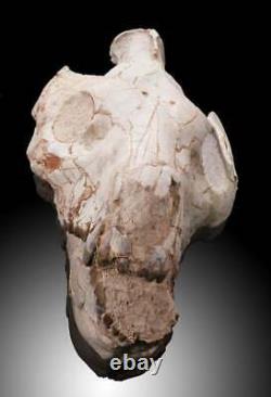 Oreodont Skull this is truly a remarkable piece at an affordable price