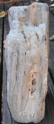 Petrified Wood 8.2 Lb. Piece with Druzy Quartz from Sonoma County, California