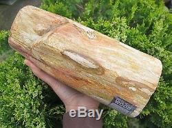 Petrified Wood Fossilised Piece Polished Indonesia 23x10x9 cms 3.779 kilos