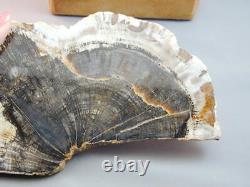 Polished Fossilized Petrified Wood Slab Specimen With Stand Estate Piece