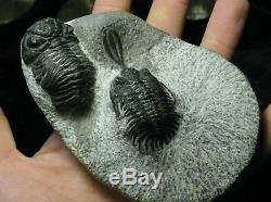 Rare Two Species of Trilobites in one piece from Morocco