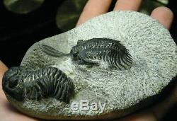 Rare Two Species of Trilobites in one piece from Morocco