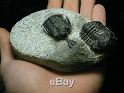 Rare Two Species of Trilobites in one piece from Morocco