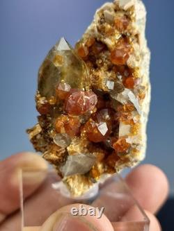 STATUESQUE Quartz W Spessartine (Small Cabinet) Tongbei, China