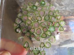 Watermelon tourmaline crystal tiny pieces Afghanistan 53 items 64c SPECIAL OFFER