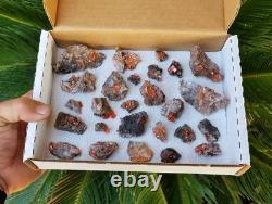 Wholesale Wulfenite Lot 26 Pieces, Red Cloud Mine Arizona Minerals Crystals Gems