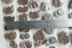 100 Pièces Petit Petit Rainbow Naturel Split Ammonite Fossil Conch 50 Paires