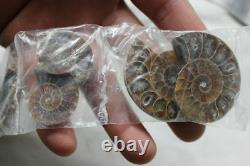 100 Pièces Petites Paires De Rainbow Naturel Ammonite Fossil Conch 50 Paires