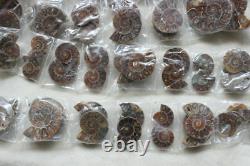 100 Pièces Petites Paires De Rainbow Naturel Ammonite Fossil Conch 50 Paires