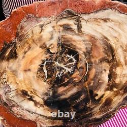 10.42lb Bois Pétrifié Naturel Slice Véritable Authentique Histoire De Pièce Fossil 1166