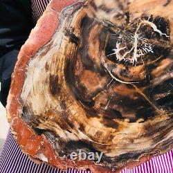 11.06lb Bois Pétrifié Naturel Slice Véritable Authentique Histoire De Pièce Fossil 1165