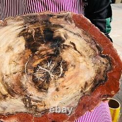 11.06lb Bois Pétrifié Naturel Slice Véritable Authentique Histoire De Pièce Fossil 1165