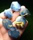 144grammes Un Joli Lot De 6 Pi&egrave;ces De Superbes Cristaux De C&eacute;lestine Bleue Lustr&eacute;e