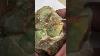 1500ctw Non Hydrophane Cristal Ethiopie Opal Prélèvement D'échantillons Piece
