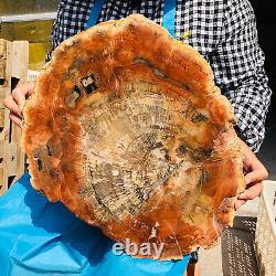 15.11LB Tranche de bois pétrifié naturel Véritable morceau authentique Histoire fossile 4