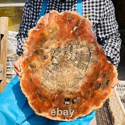 15.11LB Tranche de bois pétrifié naturel Véritable morceau authentique Histoire fossile 4