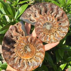 1 Paire 2 Pièces Natural Ammonite Spiral Fossil Paire Spécimen Cicatrisant Madagascar