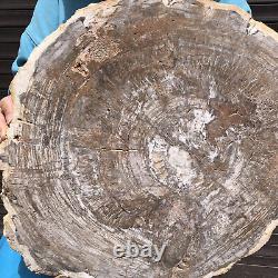 29.17LB Tranche de bois pétrifié naturel, véritable pièce authentique d'histoire fossile 42
